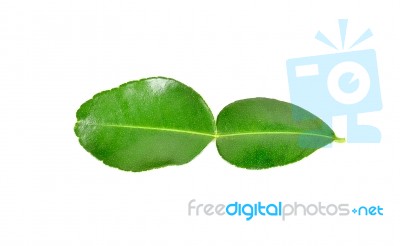 Bergamot Leaf On White Background Stock Photo