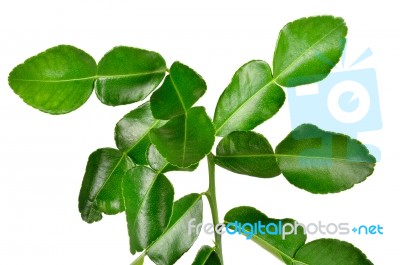 Bergamot Leaves On White Background Stock Photo