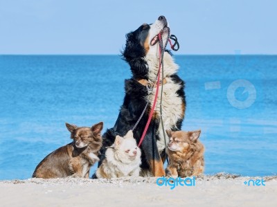 Bernese Mountain Dog Keeps In Leash Three Chihuahua Stock Photo