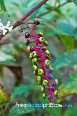 Berries Of Korean Ginseng Stock Photo