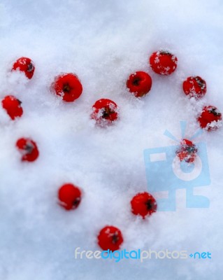 Berry Snow Heart Stock Photo