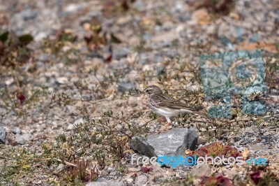 Berthelot's Pipit (anthus Berthelotii) Stock Photo