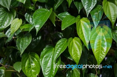  Betel Leaf (piper Betle) Stock Photo