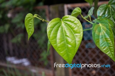  Betel Leaf (piper Betle) Stock Photo