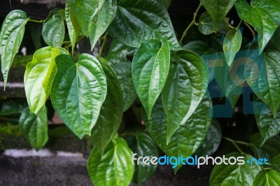  Betel Leaf (piper Betle) Stock Photo