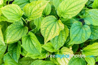 Betel Leaf Texture Background Stock Photo