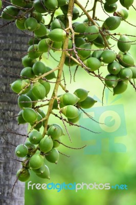 Betel Nut Stock Photo