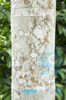 Betel Nut Tree Bark Closeup Texture Stock Photo