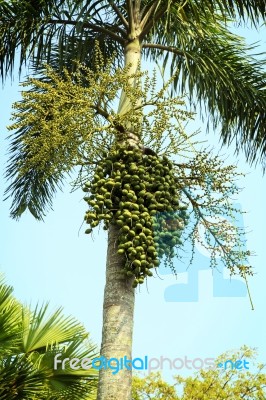 Betel Nuts Stock Photo