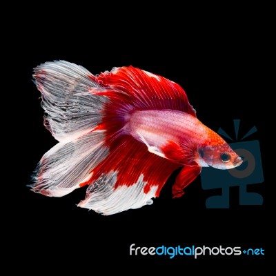 Betta Fish On Black Stock Photo