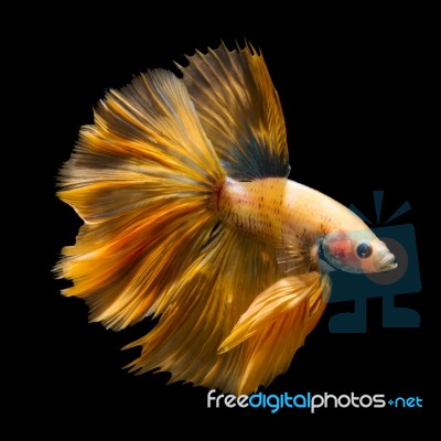 Betta Fish On Black Stock Photo