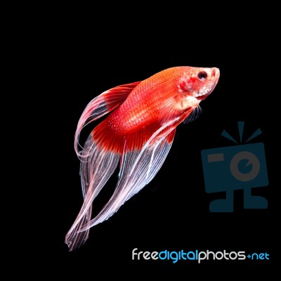 Betta Fish On Black Stock Photo