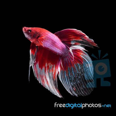 Betta Fish On Black Stock Photo