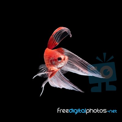 Betta Fish On Black Stock Photo