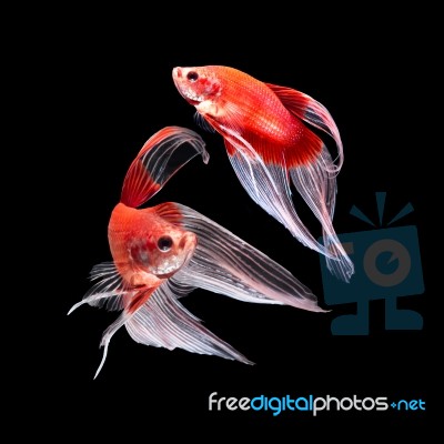 Betta Fish On Black Stock Photo