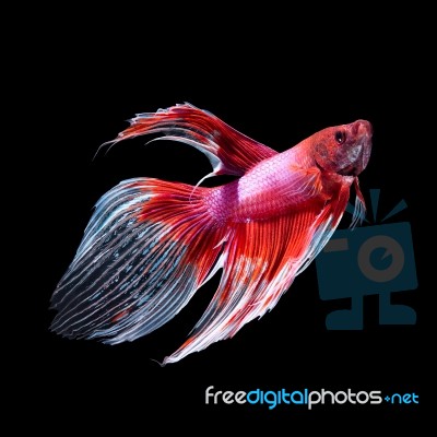 Betta Fish On Black Stock Photo