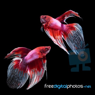 Betta Fish On Black Stock Photo