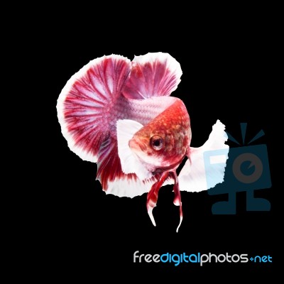 Betta Fish On Black Stock Photo