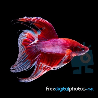 Betta Fish On Black Stock Photo