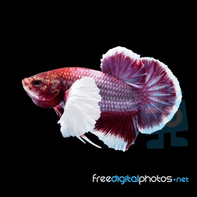 Betta Fish On Black Stock Photo