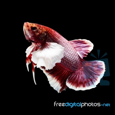 Betta Fish On Black Stock Photo