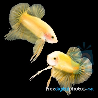 Betta Fish On Black Stock Photo