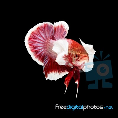 Betta Fish On Black Stock Photo