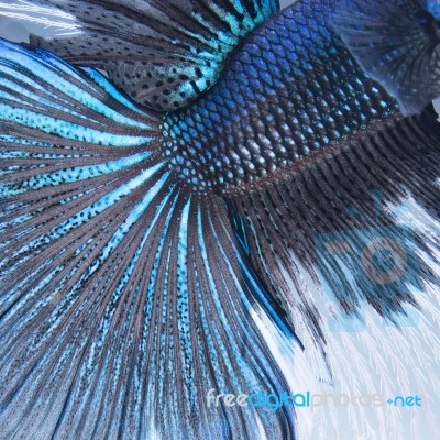 Betta Tail Fish Abstract Stock Photo