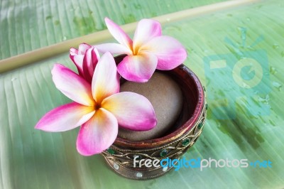 Beutiful Pink White And Yellow Flowers Plumeria Or Frangipani On… Stock Photo