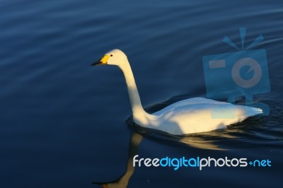 Bewick's Swan Stock Photo