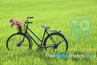 Bicycle On Paddy Field Stock Photo