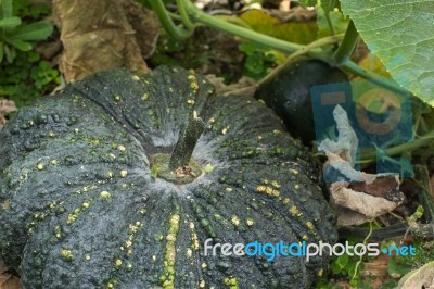 Big And Small Pumpkin Stock Photo