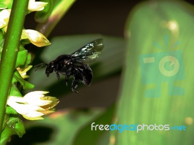 Big Black Bee - Bombus Terrestris Stock Photo