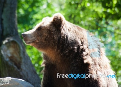 Big  Brown Bear Stock Photo