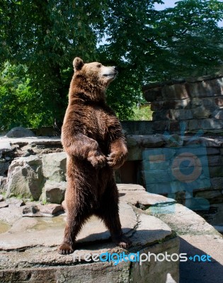 Big Brown Bear Stock Photo