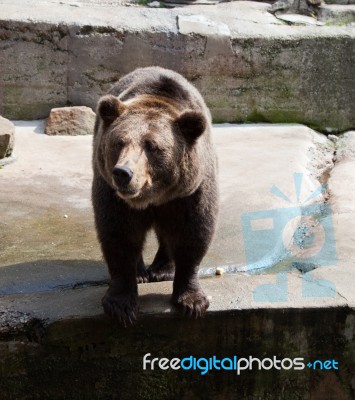 Big Brown Bear In City Zoo Stock Photo