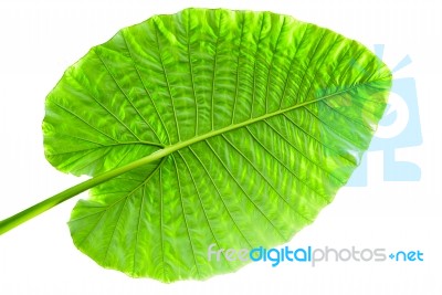 Big Caladium Leaf Isolated On White Background Stock Photo