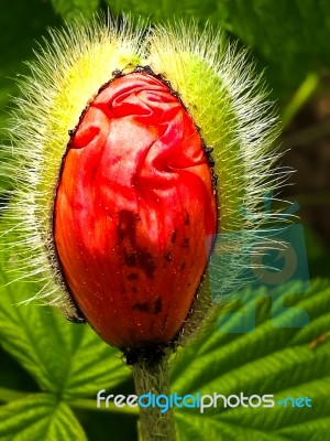 Big Exotic Red Flower Stock Photo