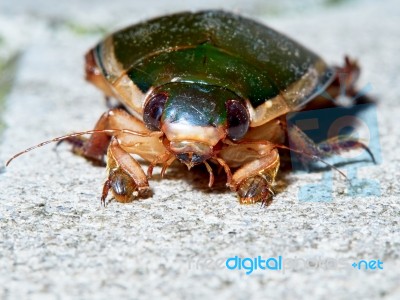 Big Green Beetle Stock Photo