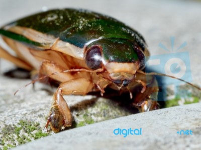 Big Green Beetle Stock Photo