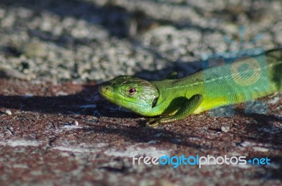 Big Green Lizard Stock Photo