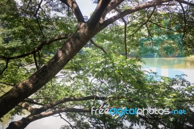 Big Green Tree In Garden Pond Stock Photo