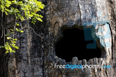 Big Hollow Tree In Zoo Stock Photo