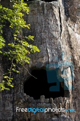 Big Hollow Tree In Zoo Stock Photo