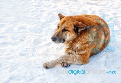 Big Red Dog Lays On Snow Stock Photo