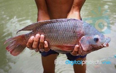 Big Tilapia In Hands Stock Photo