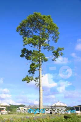 Big Tree Stock Photo