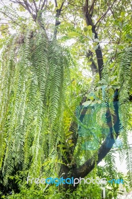 Big Tree Decorated With Green Plant Stock Photo