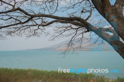 Big Tree, Hill And River Stock Photo