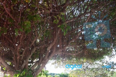 Big Tree In Green Field Stock Photo